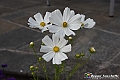 VBS_3559 - Floreal 2023 - Vivere con le piante
